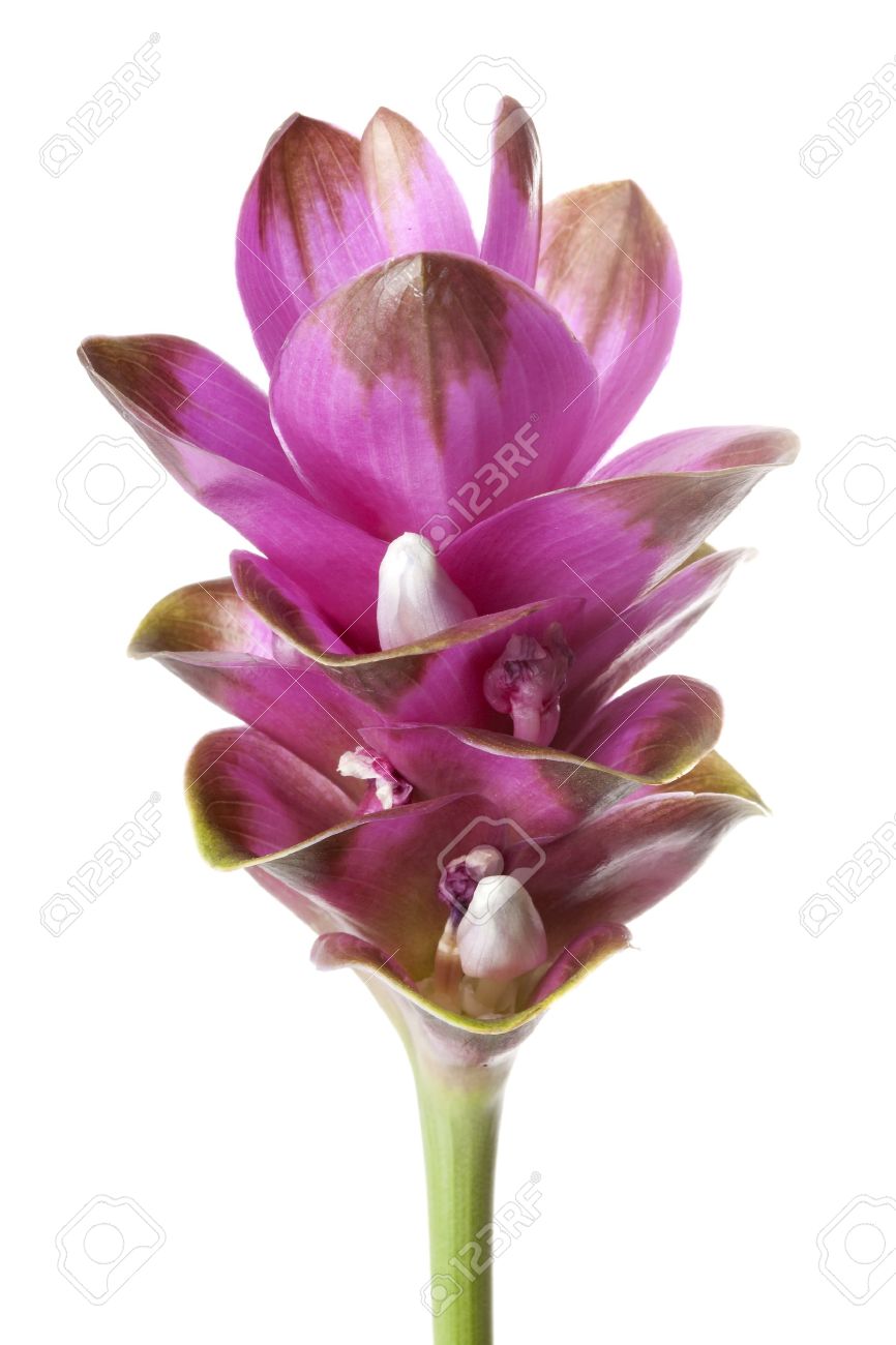 紫ウコンの花